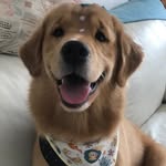 👑 Ariel | golden retriever 🐾 - @ariel_petez - Instagram