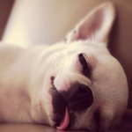 Ariel Petersen - @doglover319 - Instagram
