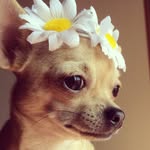 Ariel's Adventures - @ariel_petite_chihuahua - Instagram