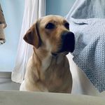 ARIEL🦴🐾❤️ - @ariel_piccinini20 - Instagram