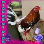 Ariel Pimentel - @ariel.pimentel.3990418 - Instagram