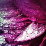 Samantha Ariel Pincus - Facebook