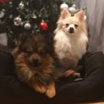 Ariel og Poeira 🇳🇴 - @ariel_poeirapomeranian - Instagram