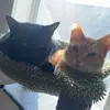 ariel_and_raven - @ariel_raven - TikTok