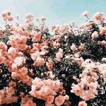 Ariel - @ariel_reeves__mcn48 - Instagram