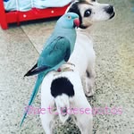 Ariel.ring neck - @ariel.ringneck - Instagram
