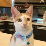 Ariel Skye Mia Rex 😼🐱😻😸 - @asmrcats_ - Instagram