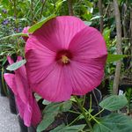 Ariel Velarde - @el.alcaucil.plantas.exoticas - Instagram