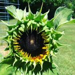 Ariel Webb - @theradishingsunflower - Instagram