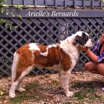Arielle’s Bernards - @arielles_bernards - Instagram