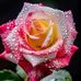 Arif Kamal - Facebook