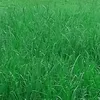 Arif King682 - @rafizaislam71 - TikTok