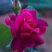 Arif Pardesi - Facebook