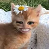 ★AFAF★ - @arif.sukoco1922 - TikTok