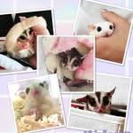 Arisa Watanabe - @6_citrus_sugargliders - Instagram