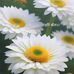 Arjan Singh - Facebook
