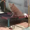 Arjinder Kaur - @arjinderkaur37 - TikTok