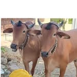 Arjun Magar - @arjunmagar2017 - Instagram