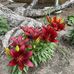 Arlene Buck - Facebook