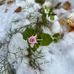 Arlene McLean - Facebook