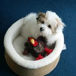 Arlene millar - @maysie_moo_2016 - Instagram