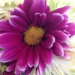 Arlene Robbins - Facebook