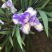 Arlene Westbrook - Facebook