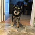 Charlie bright - @charlie_bright_schnauzer - Instagram