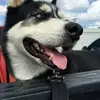 Arlindo da Costa - @arlindo.da.costa7 - TikTok