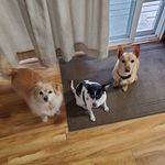 Arlene Murray - @arlenesrustypenny - Instagram