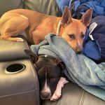Arlo & Coco Nelson - @arlo_and_clover - Instagram