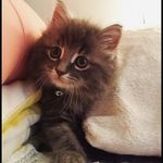 Arlo Grey Nelson - @hello_im_arlo - Instagram