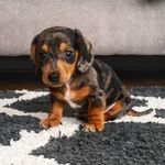 Arlo Nelson - @best.in.show.arlo - Instagram