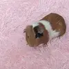 COOKIE - @arlonelson8 - TikTok