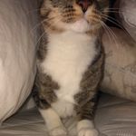 furguson arlo nelson - @furgygram - Instagram