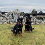 Narlo - @arlo_and_nelson - Instagram