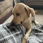 Arlo🐾 - @arlostones - Instagram