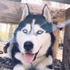 Armand - @jon_snow_husky - TikTok