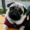 Armando Becerra - @armandoelpug - TikTok
