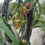 Armando Camarillo - @camarillo001 - Instagram