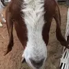 Armando Cano - @armando.cano010 - TikTok