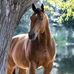 Armando Castelo - Facebook