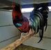 Armando Cedano - Facebook