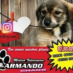 armando chang - @veterinarioarmandochang - Instagram