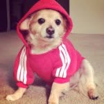 Chico Armando - @chico_armando - Instagram