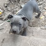Armando Condori - @armando_condori34 - Instagram
