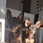 Cookie Armando Corzo - @cookiecorzo - Instagram