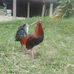 Carlos Armando Coy Henao - Facebook