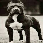 Armando Cross - @0armando813 - Instagram