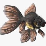 Armando Ellis - @chubbygoldfish29 - Instagram